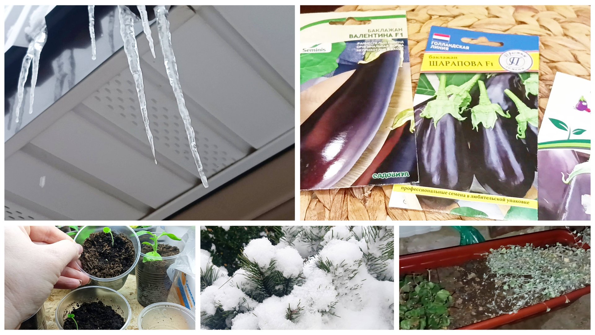 Спустилась посмотреть как зимуют мои растения. Баклажаны начали всходить. смотреть онлайн