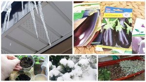 Спустилась посмотреть как зимуют мои растения. Баклажаны начали всходить.