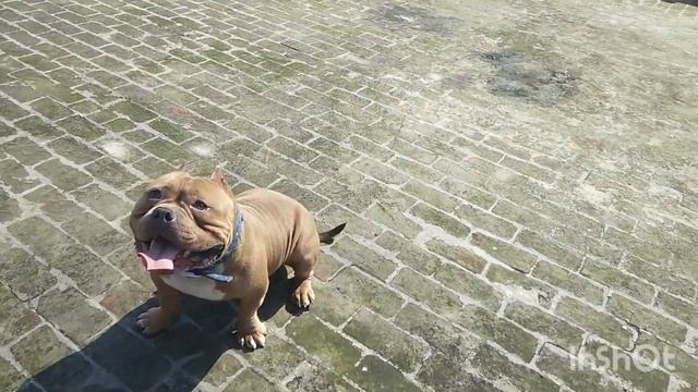 AMERICAN BULLY MICRO OR POCKET SIZE DIFFERENCE/BOTH OUR KENNEL STUD/PRICE 😱😍#americanbully #kennel