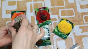 Посадка клубневой бегонии, купленной в магазине.