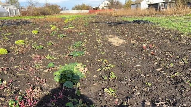 Сама пізня посадка полуниці Альба смотреть онлайн