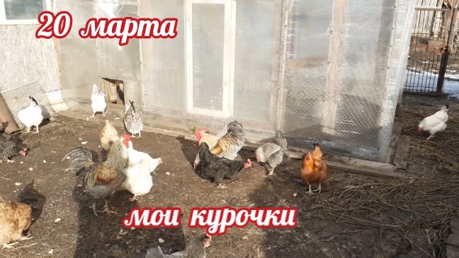 летний сезон у моих курочек - начался..... смотреть онлайн