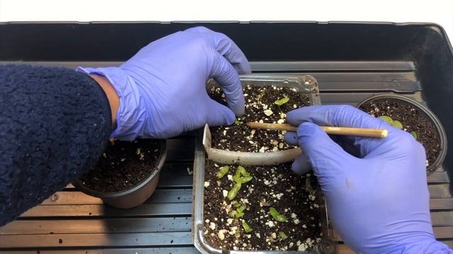 How to grow dragon fruit from seeds at home ? смотреть онлайн