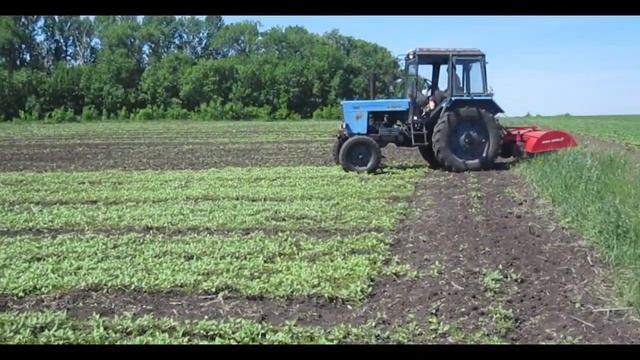 ✔Как мы пропалываем бахчу фрезой| Выращивание бахчи без гербицидов | смотреть онлайн