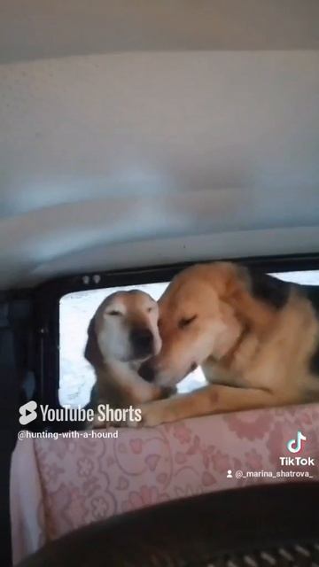 Если не гоняем зайца то ловим рыбу 🐟 🐟 🐟.#рыбалка #fishing #щука#охотасгончей #топ #hunting #tro смотреть онлайн