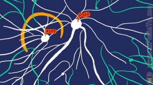 Нейромаркеры часть 1 - Кузнецов Андрей Евгеньевич - Творчество MARGO  - Глобальная Волна