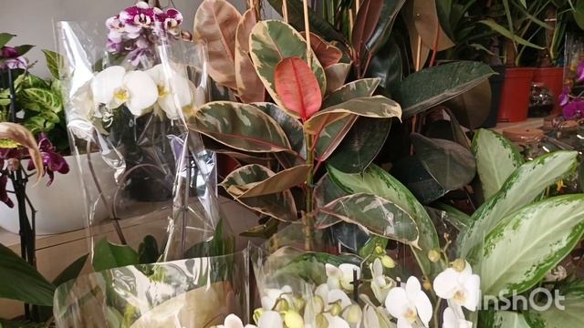 магазин "Орхидея"/20.03.25/ смотреть онлайн