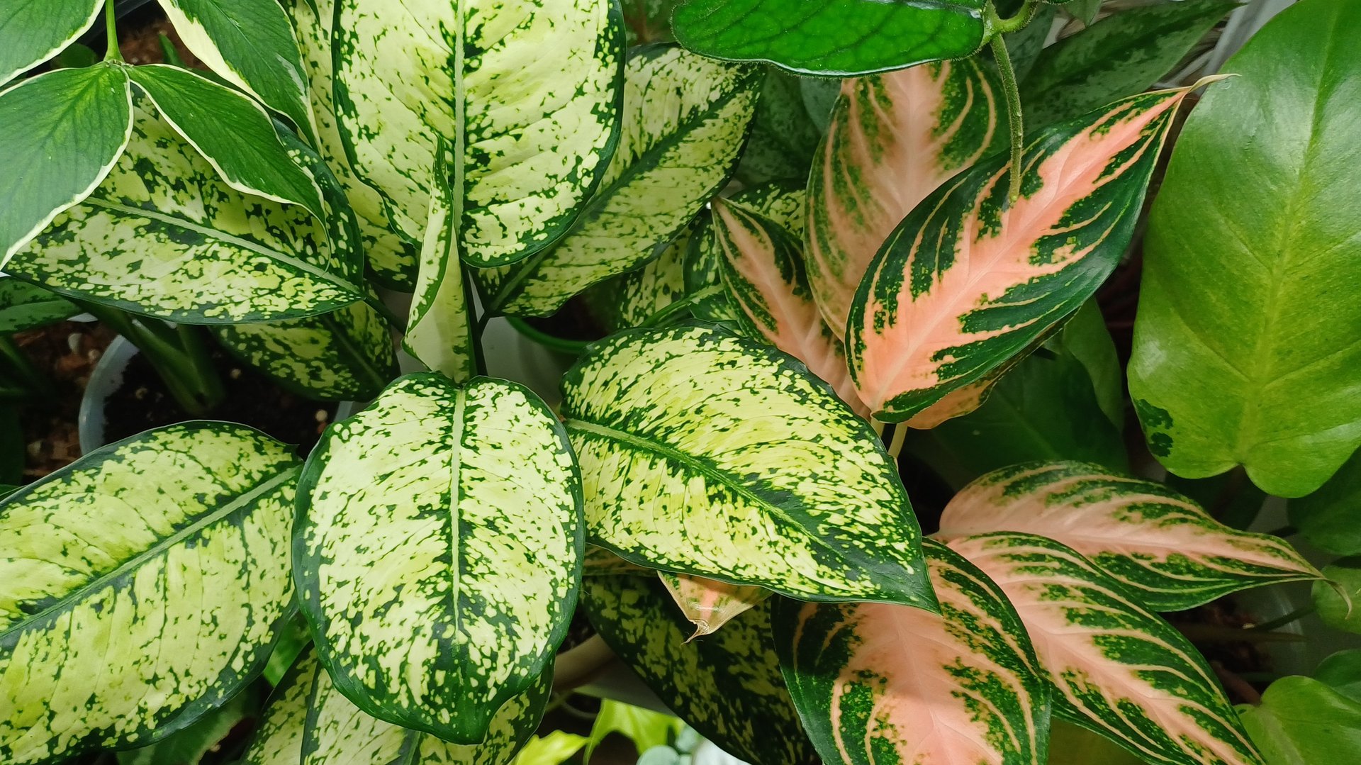 Обзор комнатных растений☘️❤️🌿❤️🍀Продолжение... смотреть онлайн