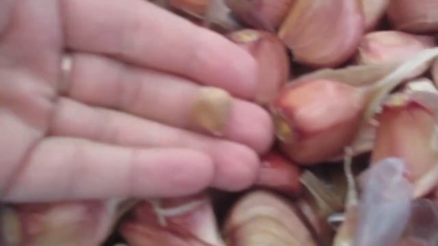 Чеснок, который взошел под зиму на 30 мая. смотреть онлайн