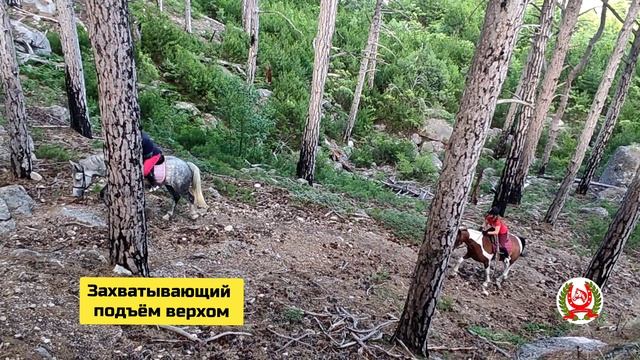 konnaya_progulka_v_yalte2025 смотреть онлайн