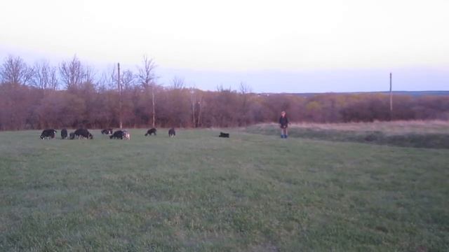 Мамаша отказалась. Сюзьма и Катык - дедушкины воспитанники. смотреть онлайн