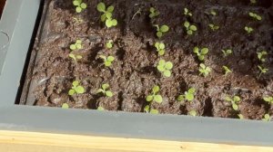 Ночью после пикирования Табака