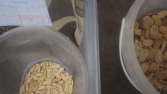 Сеем Огурцы, арбузы и дыни на РАССАДУ. смотреть онлайн