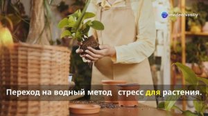 Антуриум в воде: полный гид по уходу без грунта!