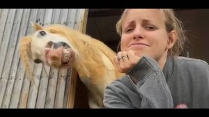 Самые смешные ЛОШАДИ 🐎 Лучшая подборка видео 2025 года