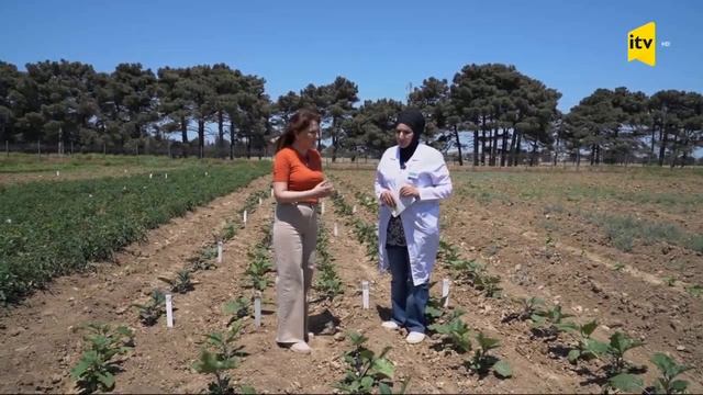 Pomidor Sortları -İTV (16.06.2023)