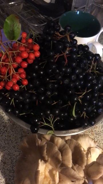 Сегодняшние дары природы-вёшенка и черноплодная рябина смотреть онлайн