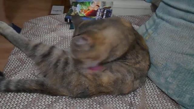 Шпагат от кошки Ромашки:) смотреть онлайн