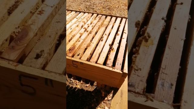 Вот так работают пчелы-разведчицы #Life_на_пасеке #мед_и_пчелы #Shorts #мед #пчеловодство #осень смотреть онлайн