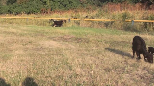 Почему у нас Альпийские британские. Вкусное и невкусное козье молоко (и не только молоко). смотреть онлайн