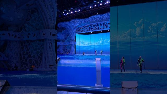 Шоу дельфинов смотреть онлайн