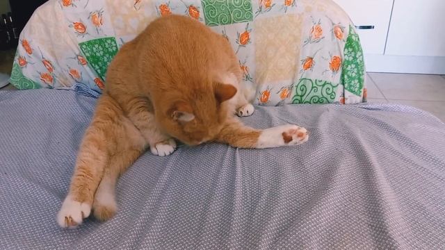 10 😺🐾 Утро с Фишей - Фиша сидит на шпагате / Fisha in the morning - Fisha sits on a twine смотреть онлайн