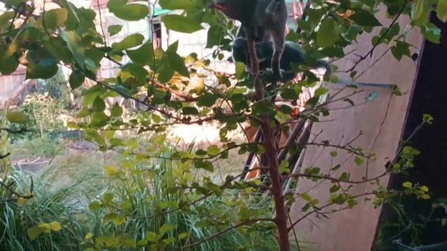 Кошачьи будни.