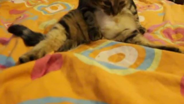 Кот моется на шпагате! смотреть онлайн