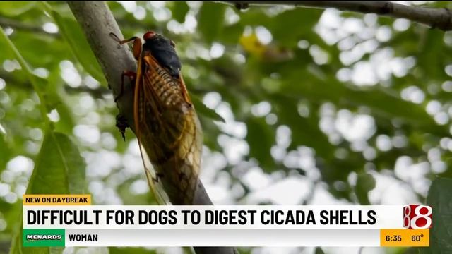 Veterinarians warn that eating cicadas can make dogs sick смотреть онлайн