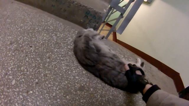 Кошка меня встречает смотреть онлайн