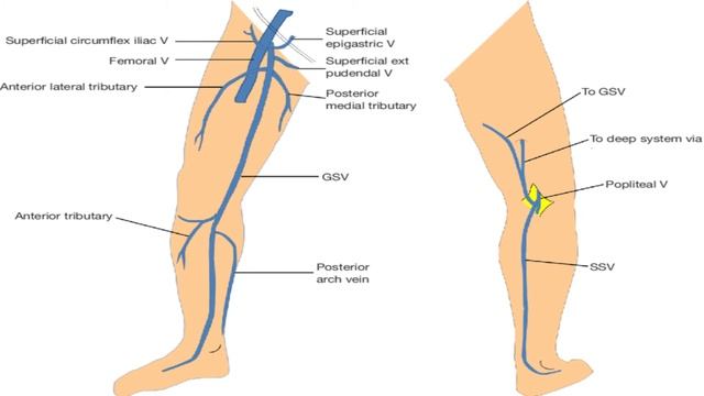 Lower limb mcqs anatomy complete смотреть онлайн
