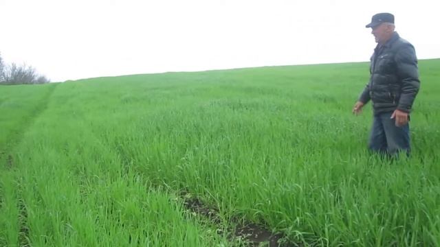 Ячмень по дискованию. Минимальная обработка. Обзор на 2 июня. смотреть онлайн