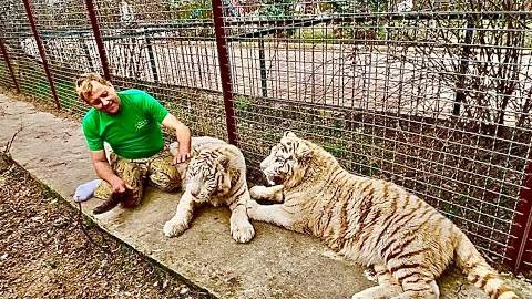 Эти белые тигры остаются контактными, но так и пытаются ПООХОТИТЬСЯ на тебя))) смотреть онлайн