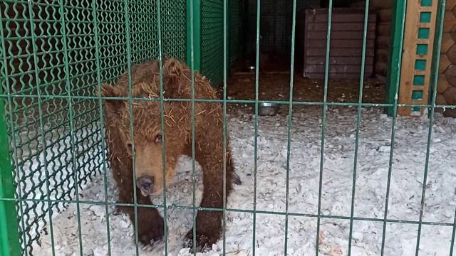 Поем дуэтом😂👍🐻❤ смотреть онлайн