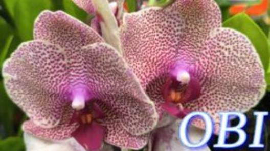 №1049/ СВЕЖАЯ поставка ОРХИДЕЙ в OBI. Много УЦЕНЁННЫХ орхидей смотреть онлайн