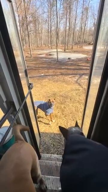 собачий автобус смотреть онлайн