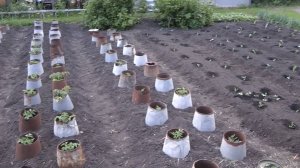 Мотоблок и лом-гаранты урожая.)Отчёт за 21 год.Часть 1.