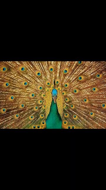 Best & Most Beautiful Peacock Drawings & Art смотреть онлайн