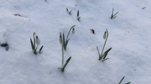Подснежники
