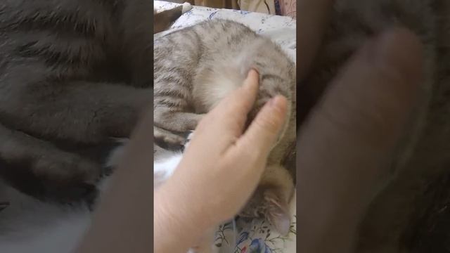 Семья моих кошек 🐈⬛🐈🐈 #кошки смотреть онлайн