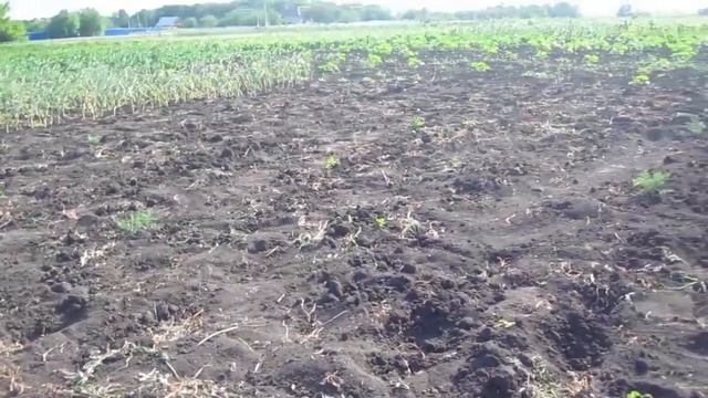 ✔Как убрать чеснок-однозубку на небольшом участке, наш способ. смотреть онлайн