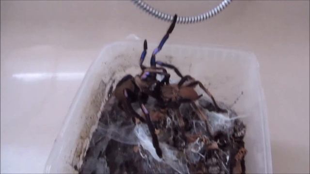 Chilobrachys natanicharum (2nd female, 2nd mating, 2nd season) смотреть онлайн