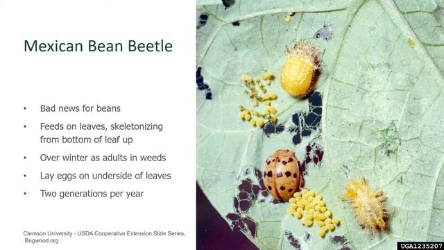 Mexican Bean Beetles смотреть онлайн