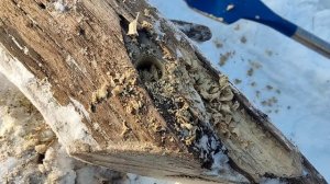 Разборное походное сверло по дереву.