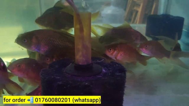 Aquarium Fish Price In Bangladesh 😱 Open Tank Price In BD🔥Aquarium Price In Bangladesh 2024 смотреть онлайн