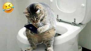 Самые милые котята на свете! Милые и смешные видео с котятами