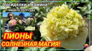 Посиделки у камина. Часть 20. Об оттенках пионов от желтых родителей! / Сад Ворошиловой