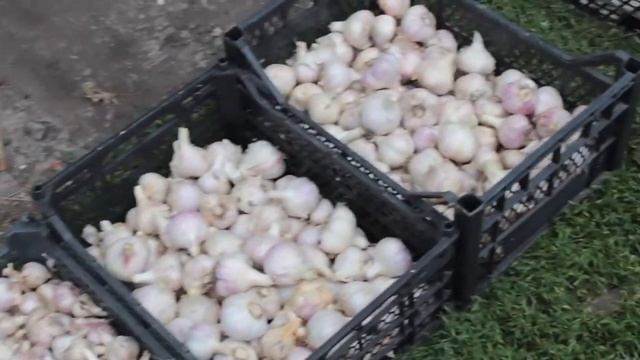 Чеснок, который взошел под зиму. Обзор урожая. смотреть онлайн