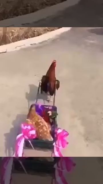 Cool rooster
Крутой петух смотреть онлайн