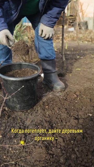 Первая и самая важная подкормка сада! Пропустите – хорошего урожая не ждите! смотреть онлайн
